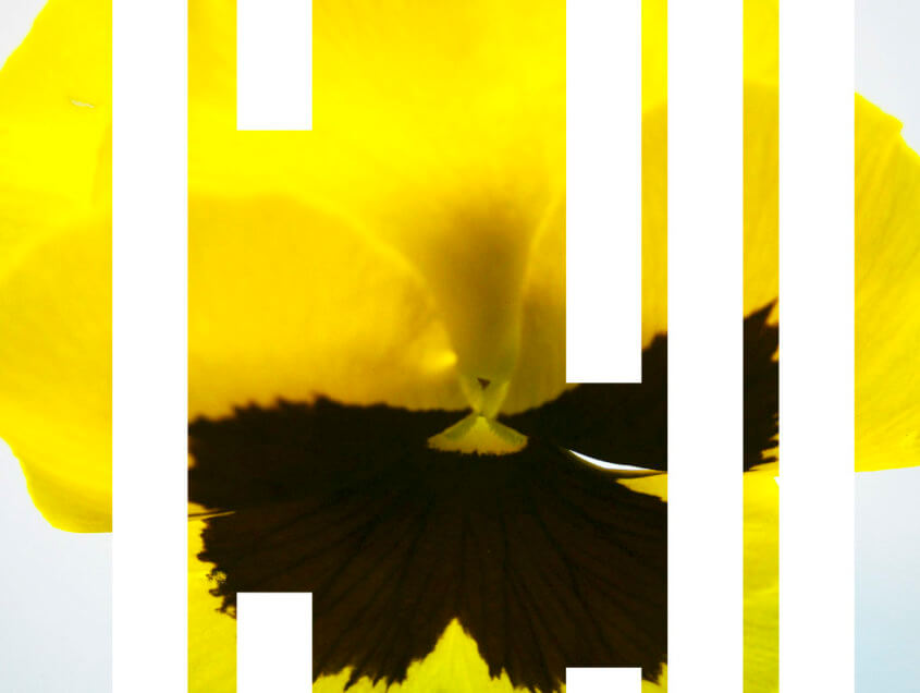 rachela abbate pansy-2_herbarium_Rachela-Abbate-845x636 works  