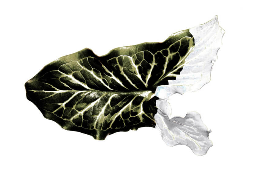 rachela abbate dark-leaf-with-white-background-845x597 fractalis ®  